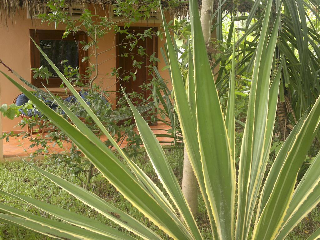 Hotel Botanica Kep Exteriér fotografie
